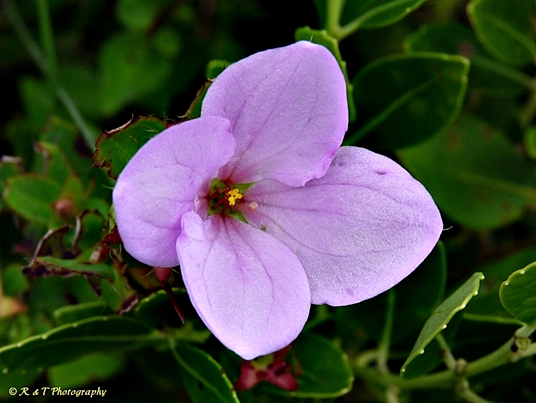 {Rhexia petiolata}
